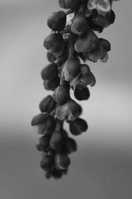 hanging cluster of small round flowers